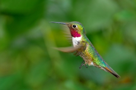 Hummer in flight