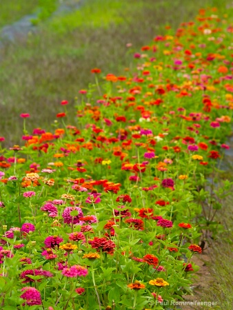 Pretty Flowers all in a Row