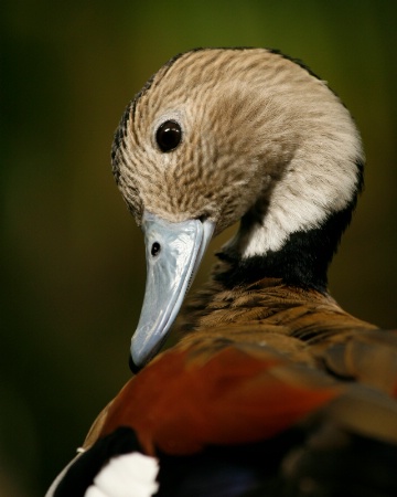 duck 1