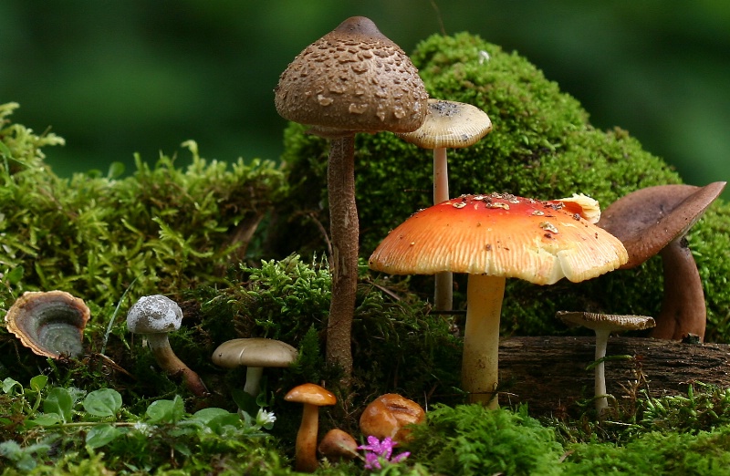 Family of Wild Mushrooms
