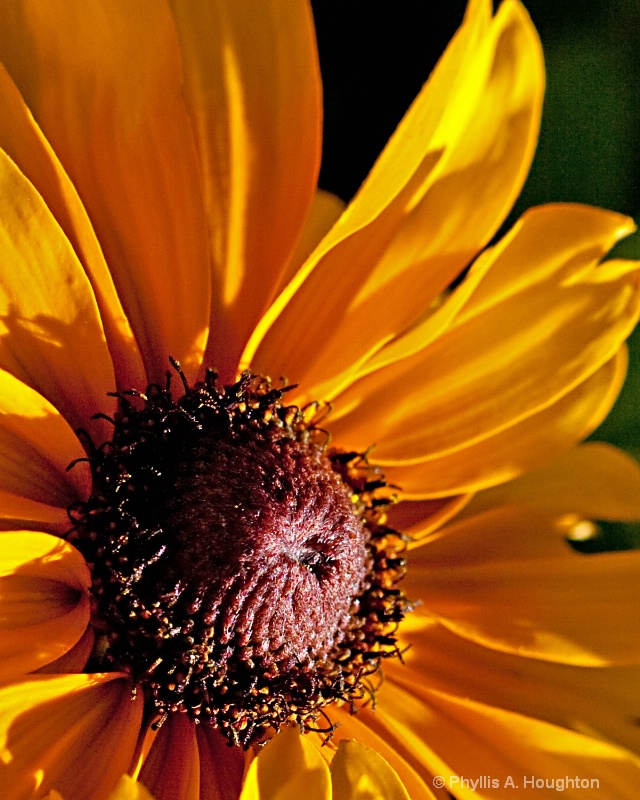 Sunflower at Dusk