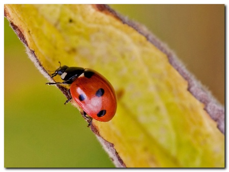 Ladybird...