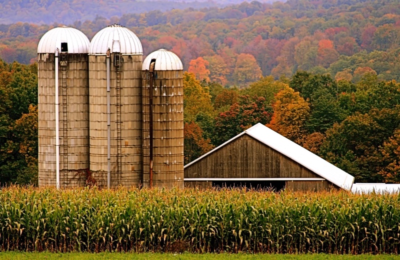 Almost Harvest Time