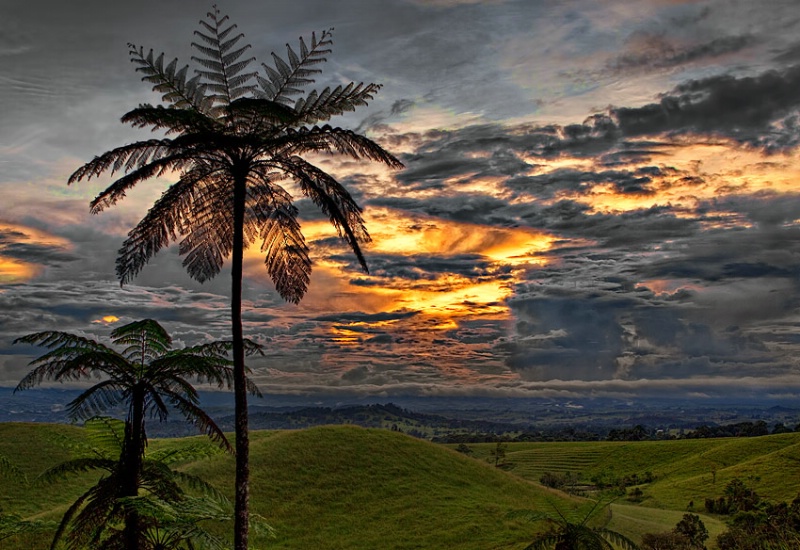 Tall ferns