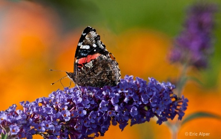 Butterfly and butterfly bush