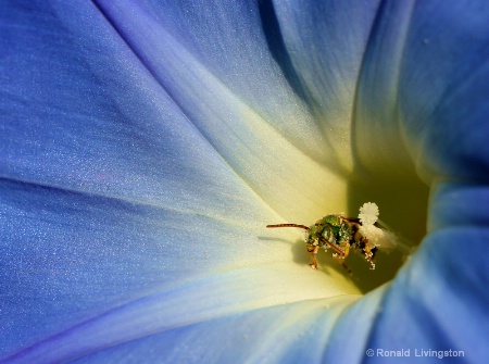 Green Bee in the Blues