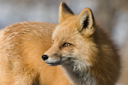 Fox portrait