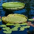 2Amazon Water Lilies - ID: 10715749 © Steve Abbett