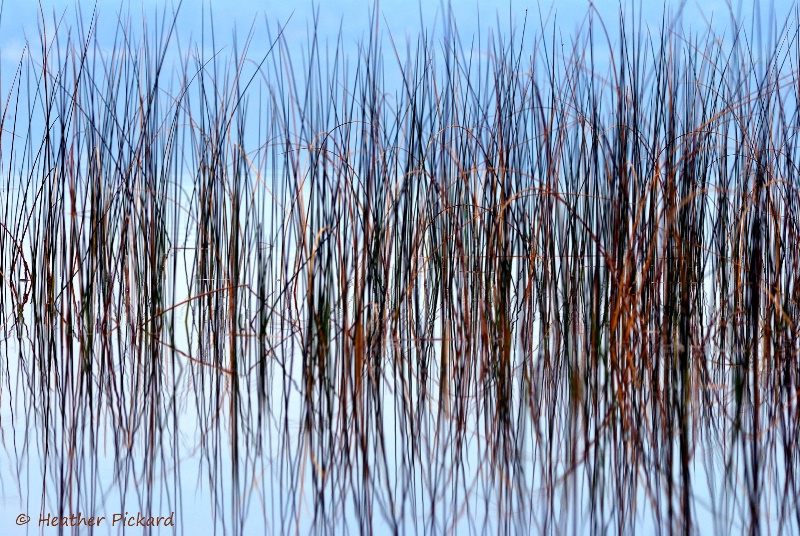 River Reeds