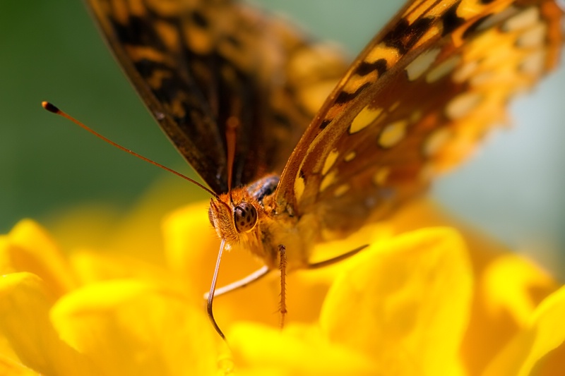 Fritillary on Yellow