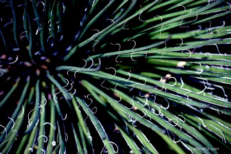 Threads of a Succulent