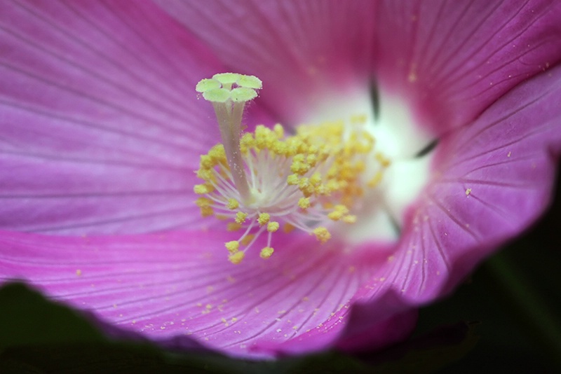 Uncle Don's Hibiscus