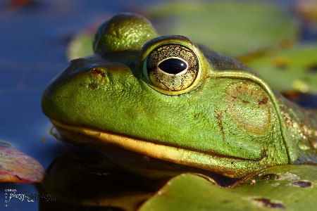 Frog's Eye View...