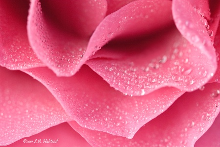 Raindrops on Rose