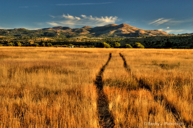 High Desert Grassland