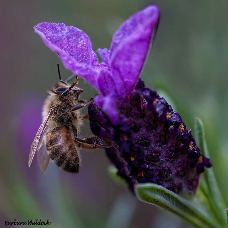 Lavender bee