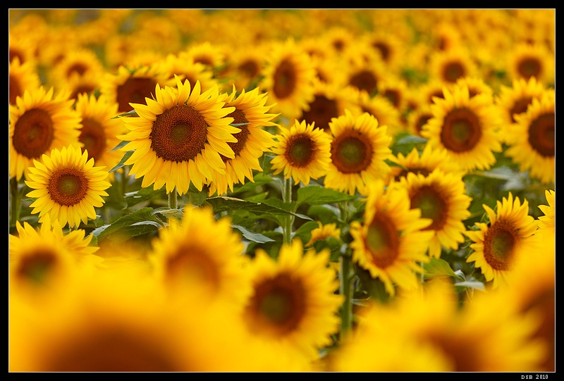 Sunflower Fields Forever