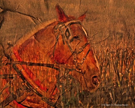 work horse in field textured