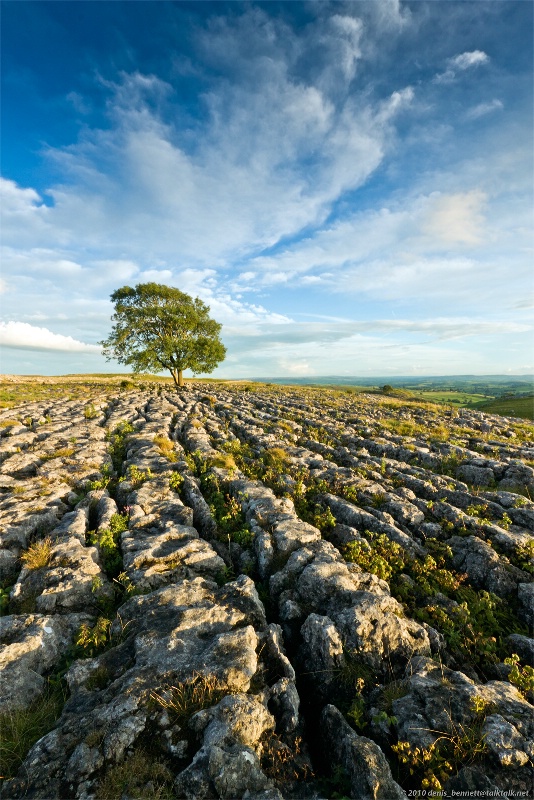 That Tree