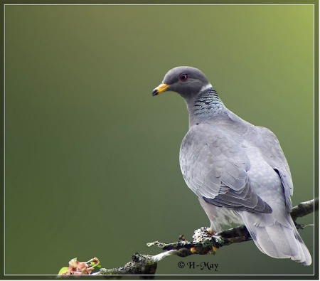 Band-tailed Beauty