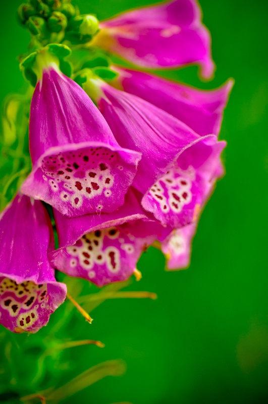 bell flowers