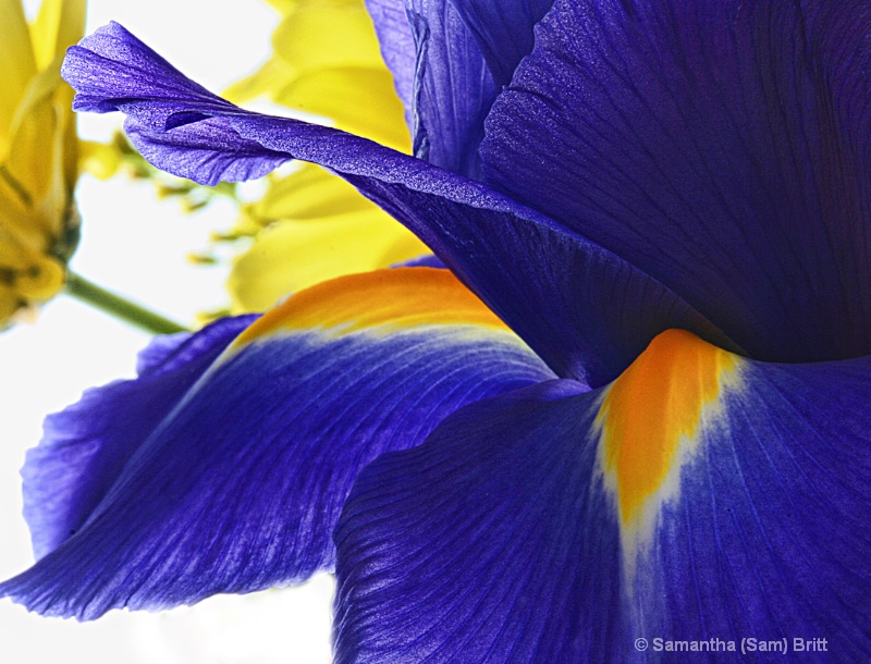 Iris in Blue