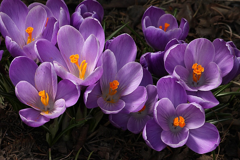 Light purple crocuses