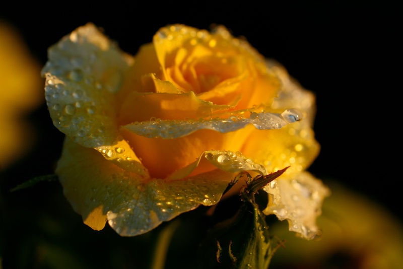 yellow rose 