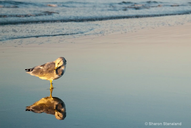 Ring-billed Gull Preening