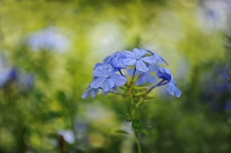 fall flowers