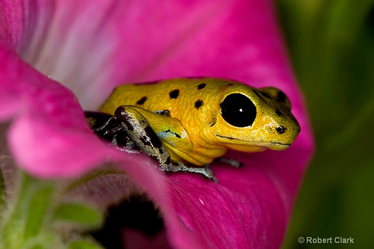 Golden Frog