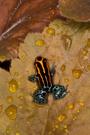 Coasta Rican Orange Dart Frog