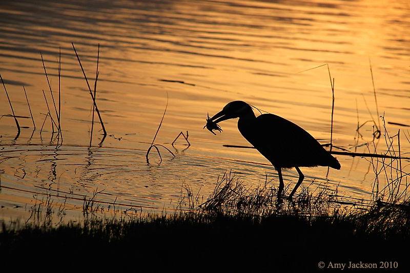 Night Heron