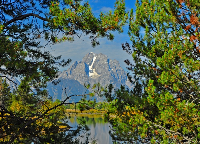 Evergreen Window