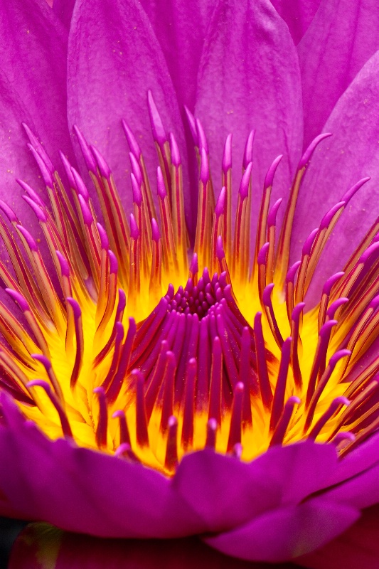 Waterlily Volcano