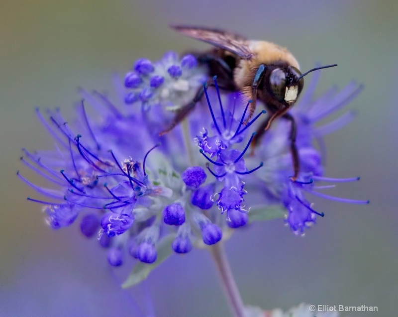 Bees 1 - ID: 10837163 © Elliot Barnathan