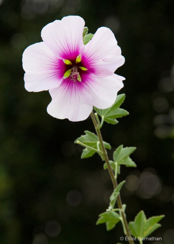 Flowers 4 - ID: 10837260 © Elliot Barnathan