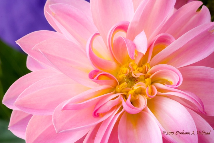 Dahlia Delight