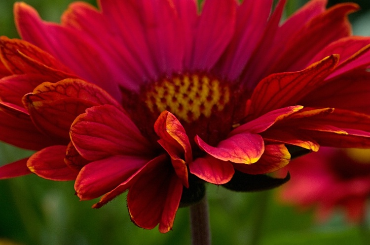 Red Gaillardia