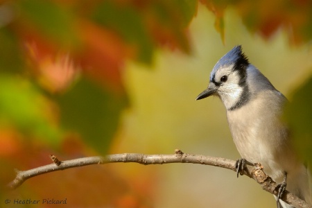 Autumn Blue Jay