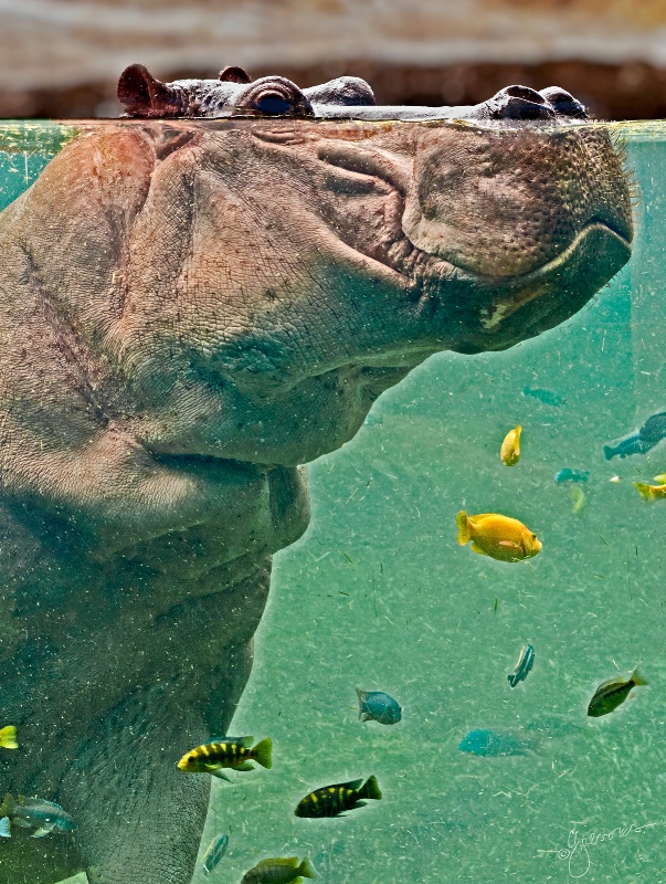 hippopotamus side head