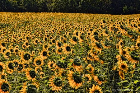 Concert for Sunflowers