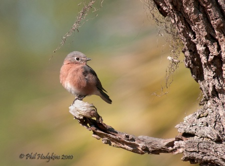 Eastern Bluebird (female)