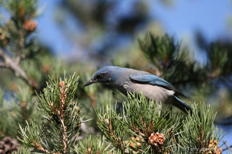 Pondering Western Scrub Jay - ID: 10883769 © Terry Jennings