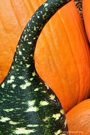 Gourdian Curve