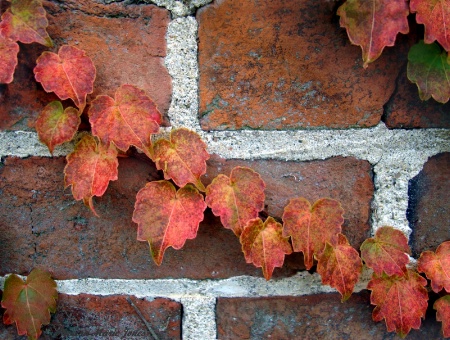 Fall Ivy Leaves