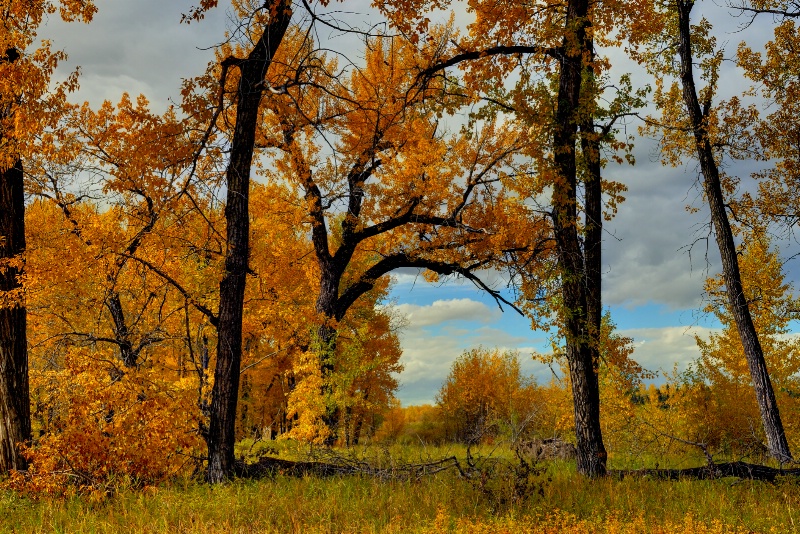      "Natures Trees"