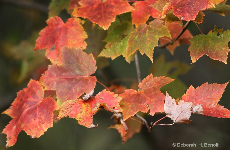 Orange Of Autumn