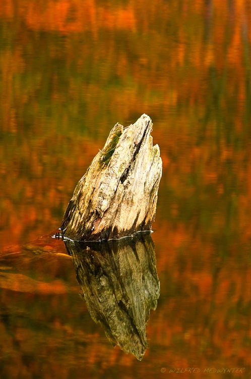 Fall Reflection