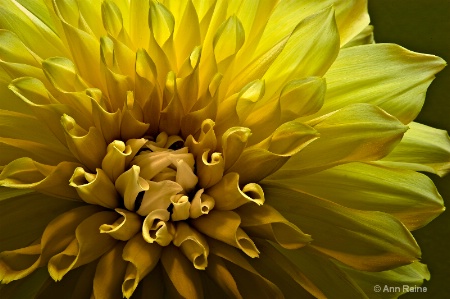 Yellow Dahlia